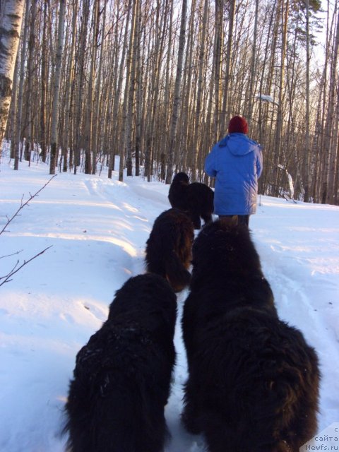 Фото: ньюфаундленд Akin Soul Sofiya (Акин Соул София), ньюфаундленд Lesnaya Skazka Lunnaya Sonata (Лесная Сказка Лунная Соната), ньюфаундленд Andjel Viktorius (Анджел Викториус), ньюфаундленд Baryishnya (Барышня), Galiya Gizatullina (Галия Гизатуллина)