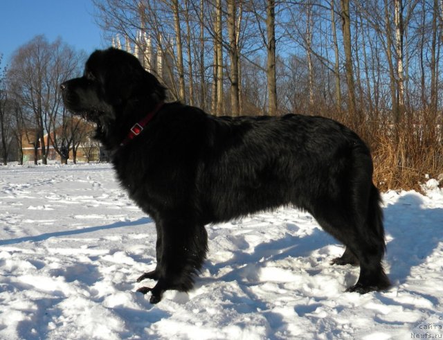 Фото: ньюфаундленд Aquatoriya Kelvin Kadril (Акватория Келвин Кадриль)