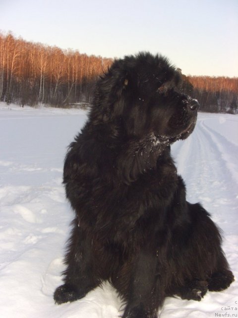 Фото: ньюфаундленд Akin Soul Sofiya (Акин Соул София)