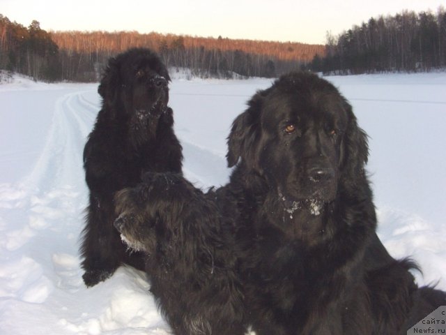 Фото: ньюфаундленд Akin Soul Sofiya (Акин Соул София), ньюфаундленд Lesnaya Skazka Lunnaya Sonata (Лесная Сказка Лунная Соната)