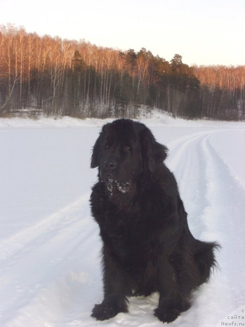 Фото: ньюфаундленд Lesnaya Skazka Lunnaya Sonata (Лесная Сказка Лунная Соната)