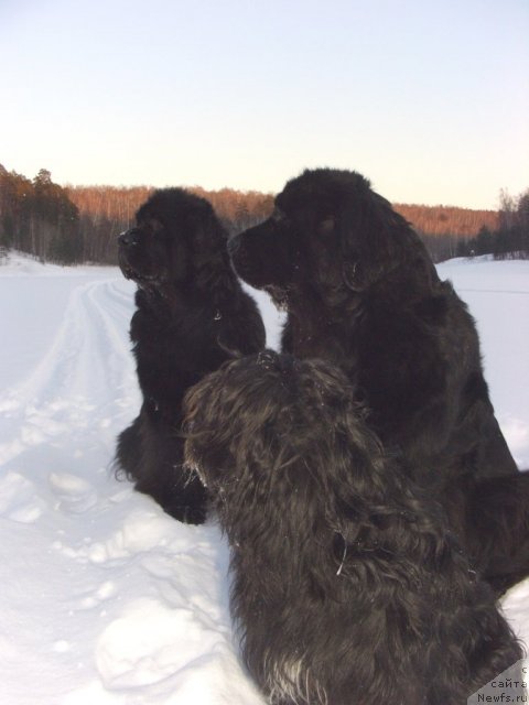 Фото: ньюфаундленд Akin Soul Sofiya (Акин Соул София), ньюфаундленд Lesnaya Skazka Lunnaya Sonata (Лесная Сказка Лунная Соната)