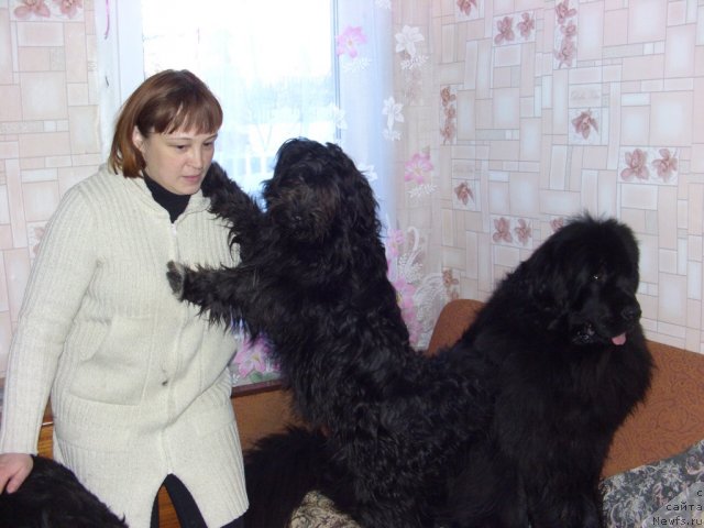 Фото: ньюфаундленд Baryishnya (Барышня), Лиля и Фрося