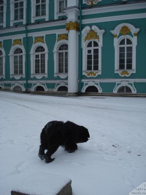 Фото: ньюфаундленд Talula Bell (Талула Белл)