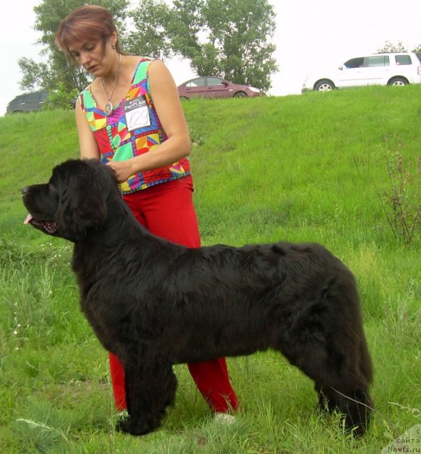 Фото: ньюфаундленд Chinara Bolshoj Malysh (Чинара Большой Малыш)