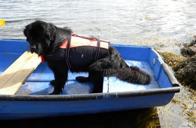 Фото: ньюфаундленд Aquatoriya Kelvin Kadril (Акватория Келвин Кадриль)