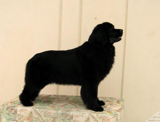 Фото: ньюфаундленд Atlanta iz YUtlandii (Атланта из Ютландии)