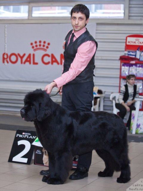 Фото: ньюфаундленд Smigar Galaxsy Shall Win (Смигар Галакси Шелл Вин)