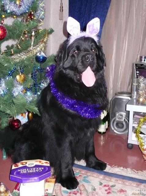 Фото: ньюфаундленд Plushevaya Panda Vikar (Плюшевая Панда Викар)