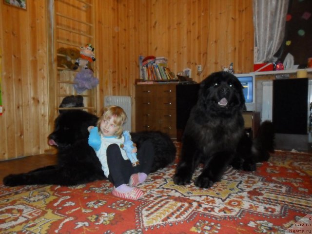 Фото: ньюфаундленд CHernyiy SHarm Buch Kessedi (Черный Шарм Буч Кесседи), ньюфаундленд CHernyiy SHarm Byetmen (Черный Шарм Бэтмен)