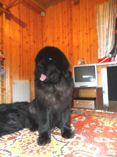 Фото: ньюфаундленд CHernyiy SHarm Byetmen (Черный Шарм Бэтмен)