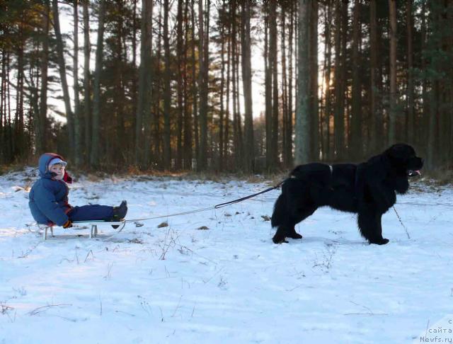 Фото: ньюфаундленд Plushevaya Panda Vikar (Плюшевая Панда Викар)