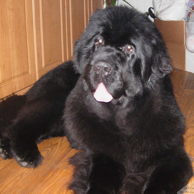 Фото: ньюфаундленд Smigar Galaxsy Shall Win (Смигар Галакси Шелл Вин)