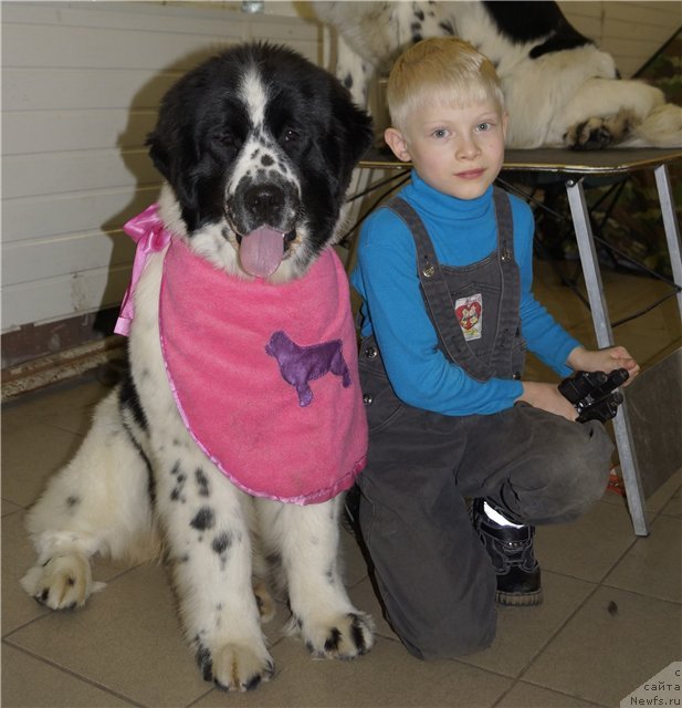 Фото: ньюфаундленд Fluffy Avalanche Satisfaction of My Ambitions (Флюфи Аваланч Сатисфастион оф Май Амбитионс)