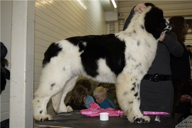 Фото: ньюфаундленд Fluffy Avalanche Satisfaction of My Ambitions (Флюфи Аваланч Сатисфастион оф Май Амбитионс)