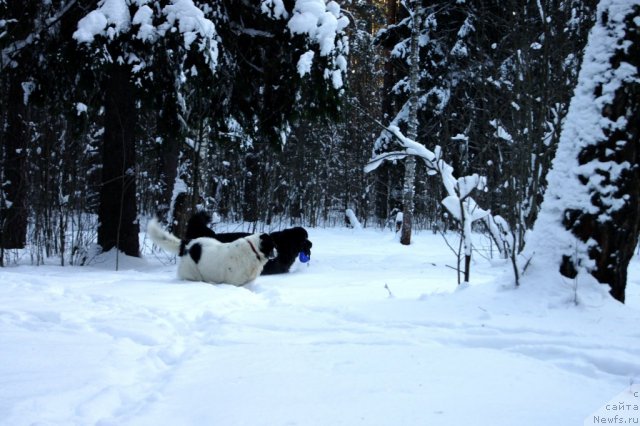 Фотография № 86359