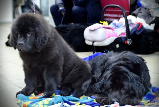 Фото: ньюфаундленд Princ Al'finskiy (Принц Альфинский)