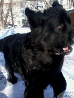 Фото: ньюфаундленд Roksana Ledi Sovershenstvo (Роксана Леди Совершенство)