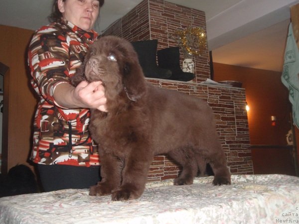 Фото: ньюфаундленд N'yufot Prim Rouz (Ньюфот Прим Роуз)