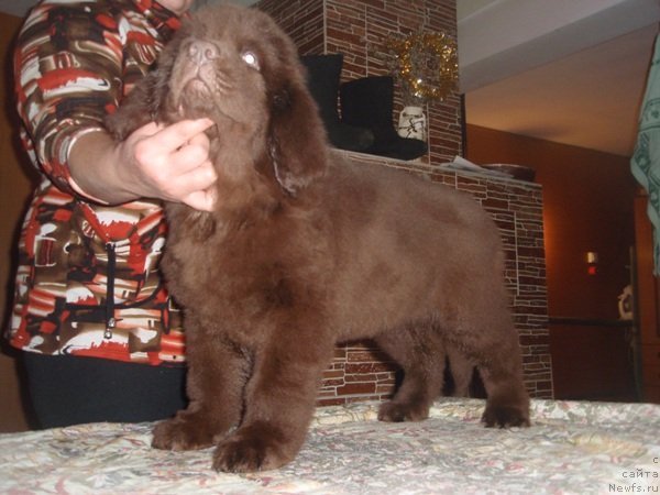 Фото: ньюфаундленд N'yufot Prim Rouz (Ньюфот Прим Роуз)