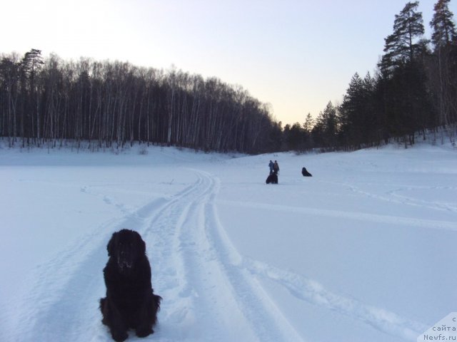 Фото: ньюфаундленд Lesnaya Skazka Lunnaya Sonata (Лесная Сказка Лунная Соната)