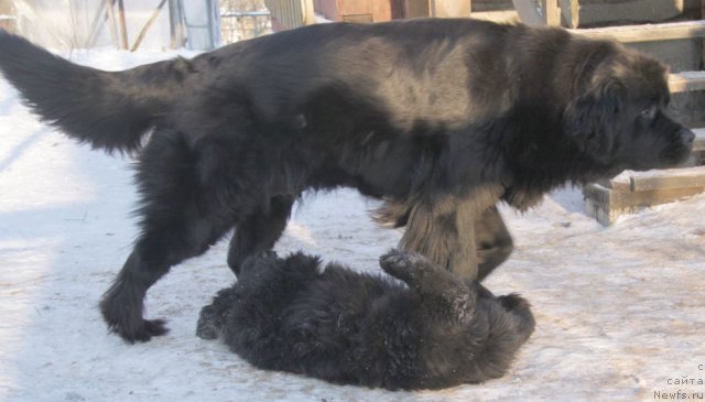 Фото: ньюфаундленд Bjornebandens Nancy Wilson, Inna Samoylova (Инна Самойлова), Dar Svezy Bona Fides