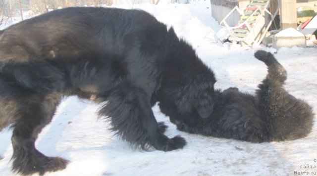 Фото: ньюфаундленд Bjornebandens Nancy Wilson, Inna Samoylova (Инна Самойлова), Dar Svezy Bona Fides