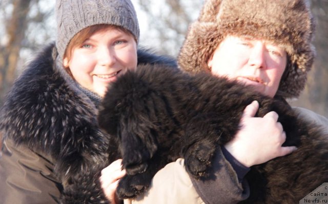 Фото: ньюфаундленд Bjornebandens Nancy Wilson, Inna Samoylova (Инна Самойлова), Dar Svezy Bona Fides