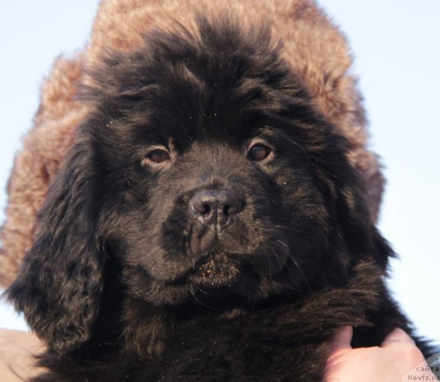 Фото: ньюфаундленд Bjornebandens Nancy Wilson, Inna Samoylova (Инна Самойлова), Dar Svezy Bona Fides