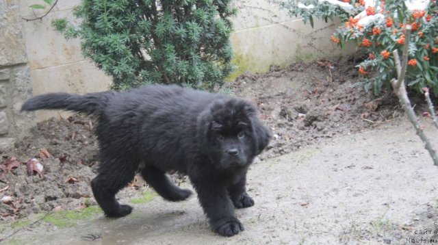 Фото: ньюфаундленд Bjornebandens Nancy Wilson, Inna Samoylova (Инна Самойлова), Dar Svezy Bona Fides