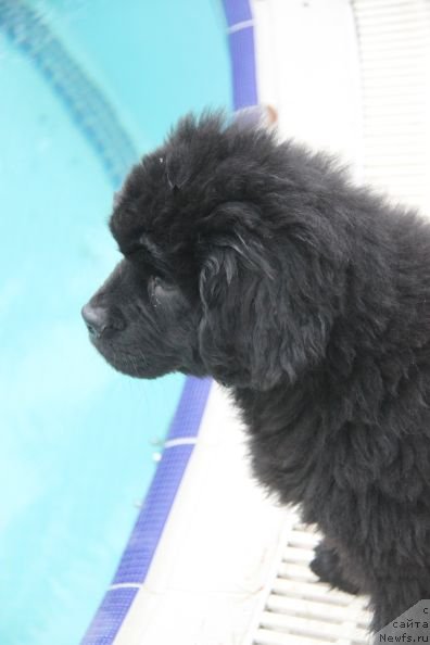 Фото: ньюфаундленд Bjornebandens Nancy Wilson, Inna Samoylova (Инна Самойлова), Dar Svezy Bona Fides