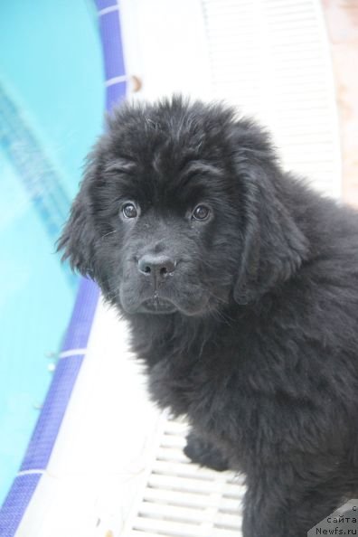 Фото: ньюфаундленд Bjornebandens Nancy Wilson, Inna Samoylova (Инна Самойлова), Dar Svezy Bona Fides