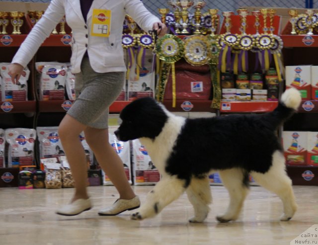 Фотография № 86381