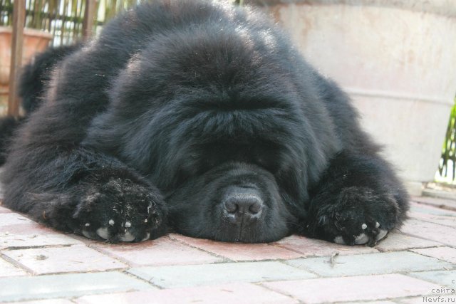 Фото: Pomm Teddys Abrax Parming