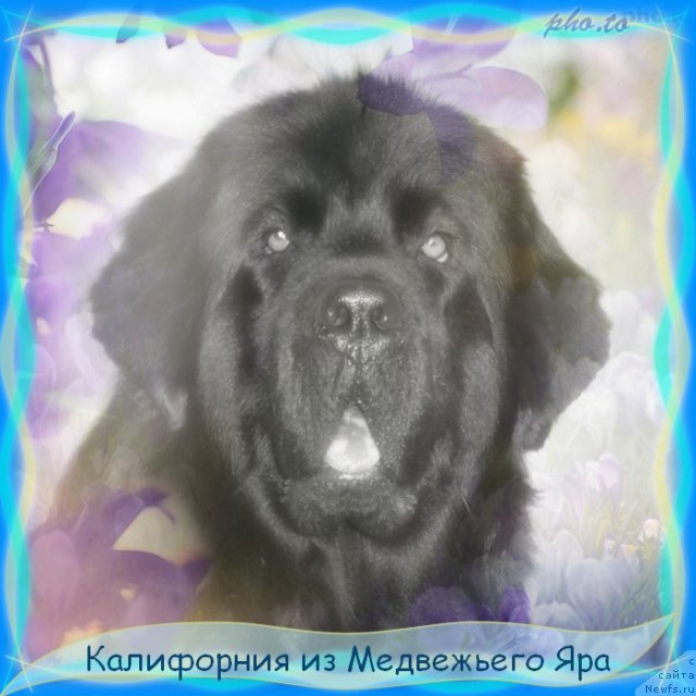 Фото: ньюфаундленд Kaliforniya iz Medvej'ego YAra (Калифорния из Медвежьего Яра), Marina Cyiganova (Марина Цыганова)