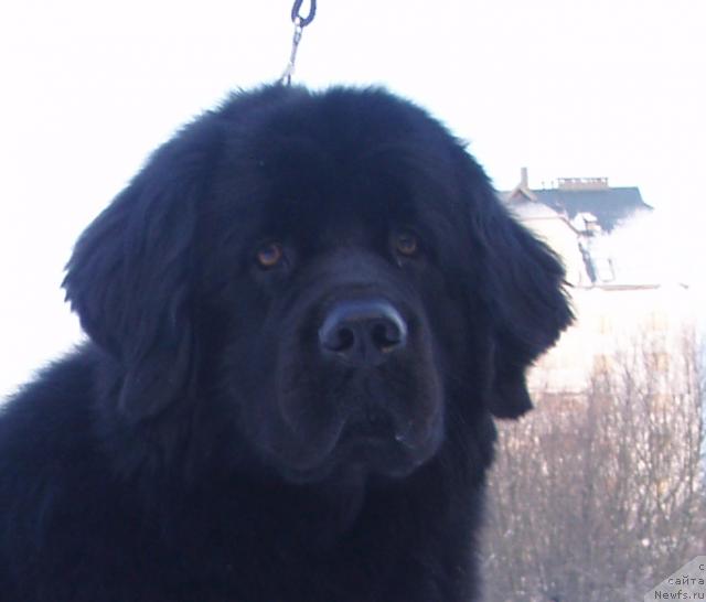 Фото: ньюфаундленд Atlanta iz YUtlandii (Атланта из Ютландии)