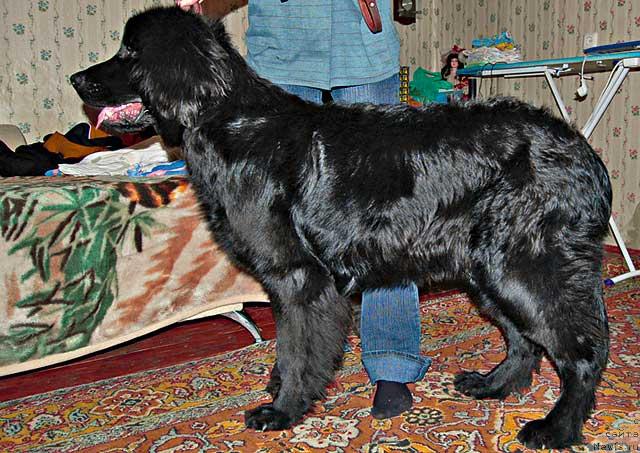 Фото: ньюфаундленд Ryicar' Blagorodnyiy ot Marleon Dusvik (Рыцарь Благородный от Марлеон Дусвик)