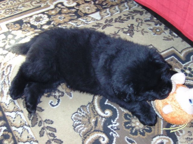 Фото: ньюфаундленд Nessi Blyek s  Lesnoy Zaimki (Несси Блэк с  Лесной Заимки)