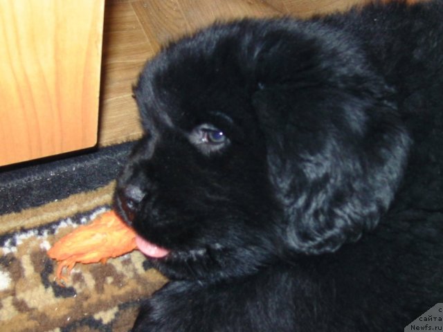 Фото: ньюфаундленд Nessi Blyek s  Lesnoy Zaimki (Несси Блэк с  Лесной Заимки)
