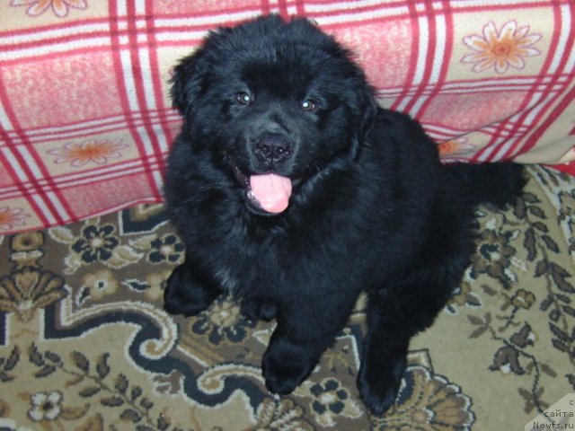 Фото: ньюфаундленд Nessi Blyek s  Lesnoy Zaimki (Несси Блэк с  Лесной Заимки)
