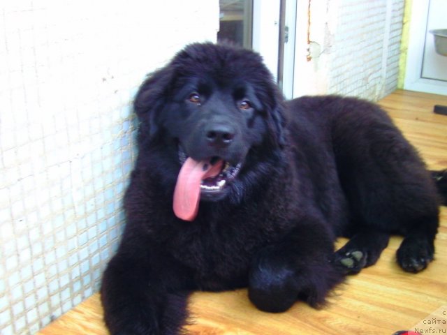 Фото: ньюфаундленд Nessi Blyek s  Lesnoy Zaimki (Несси Блэк с  Лесной Заимки)