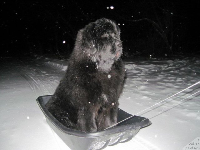 Фото: ньюфаундленд Begushaya Po Volnam Zoom Zoom (Бегущая по Волнам Зум Зум)