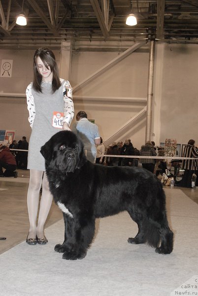 Фото: ньюфаундленд Sent Djons Forrest Gump (Сент Джонс Форрест Гамп)