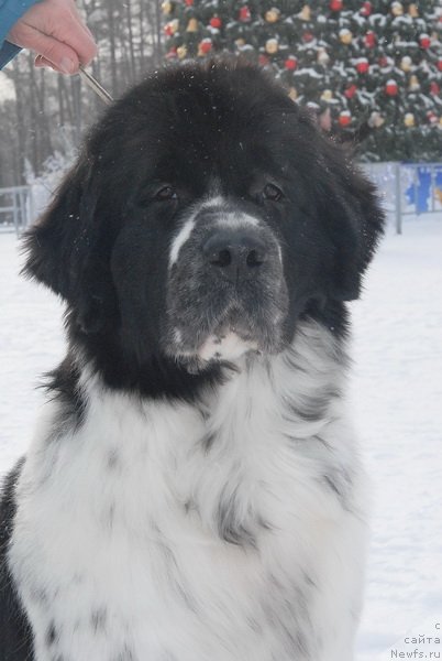 Фотография № 86486