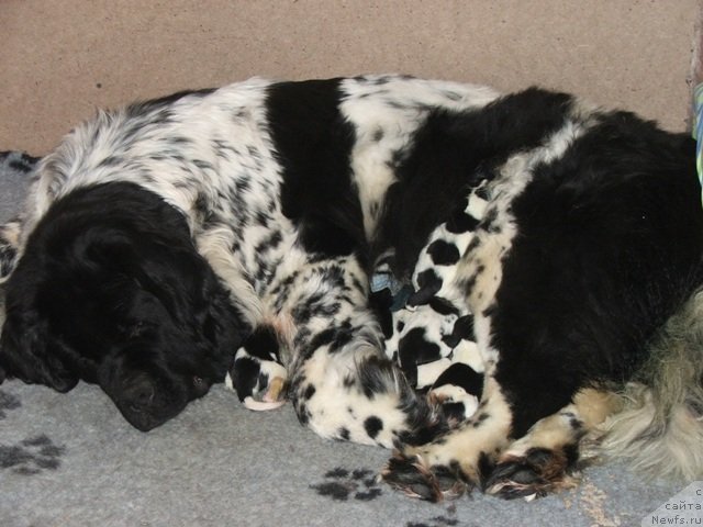 Фото: ньюфаундленд Plushevaya Panda Debra (Плюшевая Панда Дэбра)