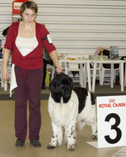 Фото: ньюфаундленд Don't Worry Be Happy de L'Etoile de Cyrice, Kseniya Semikova (Ксения Семикова)