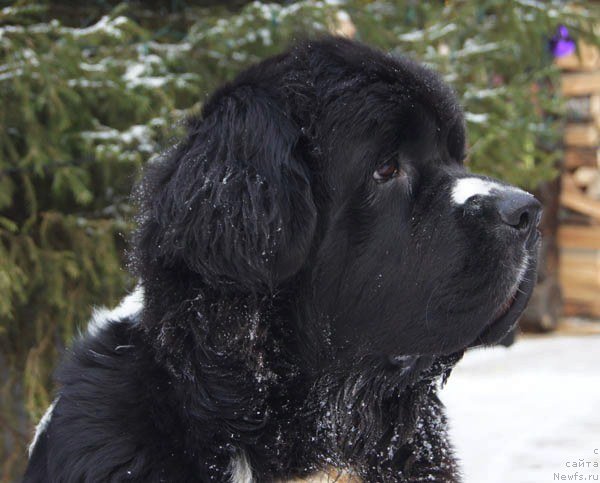 Фото: ньюфаундленд Super Premium Zheneva (Супер Премиум Женева)