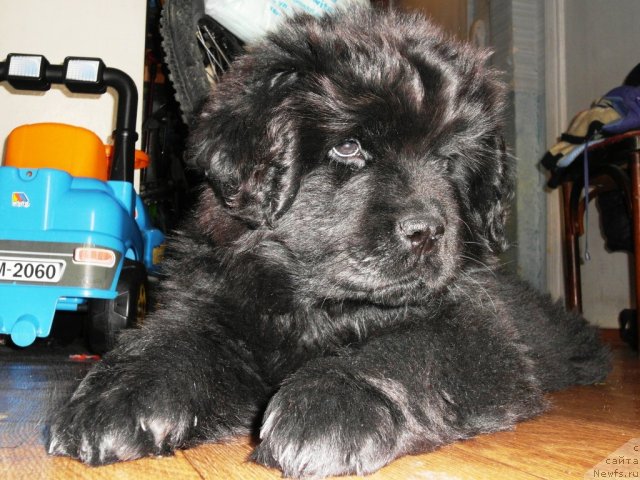 Фотография № 86525