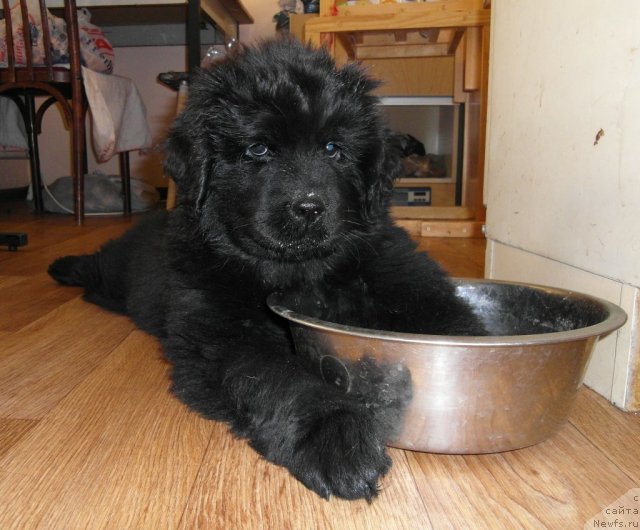 Фото: ньюфаундленд Odna Snejinka iz Plemeni Kedra (Одна Снежинка из Племени Кедра)