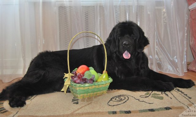 Фотография № 86549